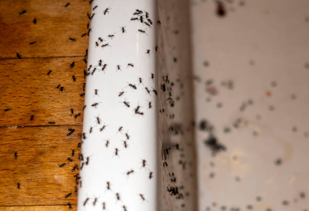 Best Termite Control Services  in Clarksdale, MS