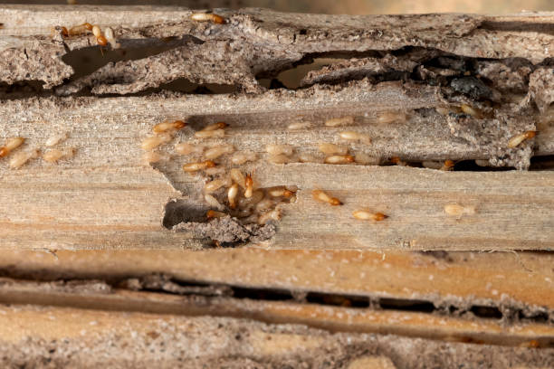 Best Residential Pest Control  in Clarksdale, MS